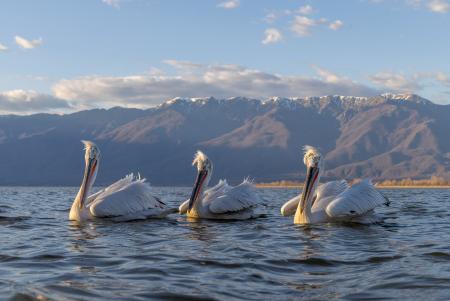 A trio of pelicans