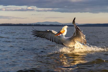 Well lit pelican