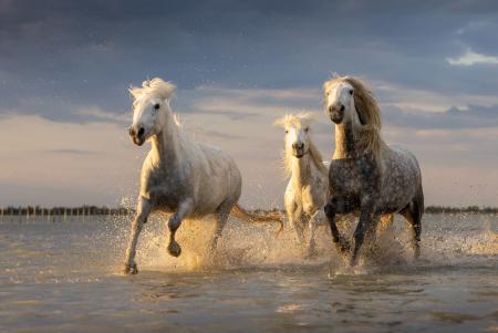 Three white horses