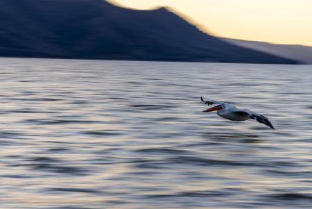 Motion blurred pelican