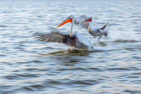 2 pelicans with motion blur