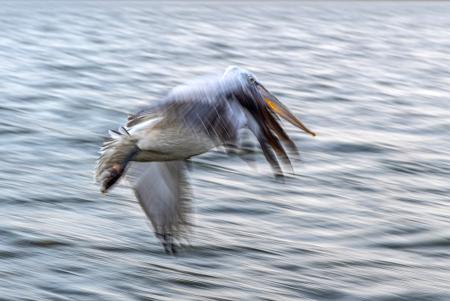 Pelican in slow motion