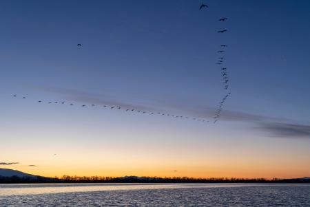 V-shape of cormorants