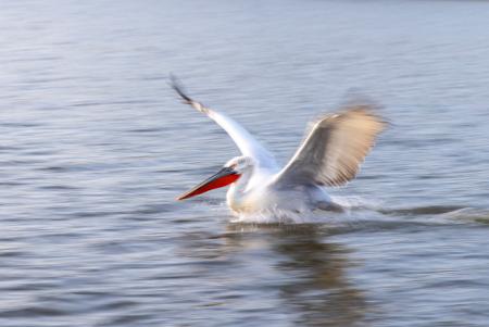 Smiling pelican