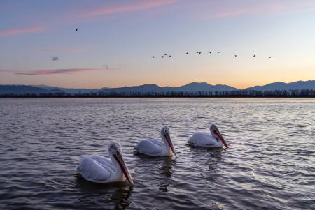 Three pelicans at sunrise