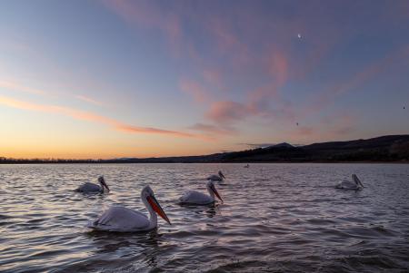 Dalmatian pelicans at sunrise