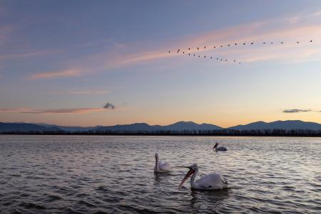 Pelicans & cormorants at sunrise