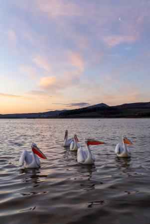 Pelicans at dawn