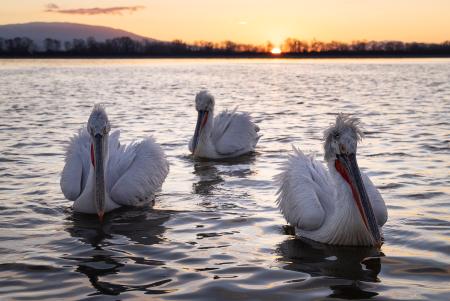 3 pelicans at sunrise