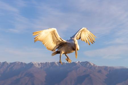 Hovering pelican