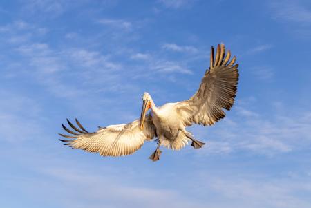 A Dalmatian pelican prepares to land