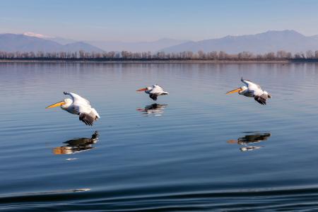 Gliding pelicans