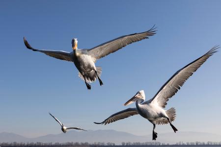 Hovering pelicans