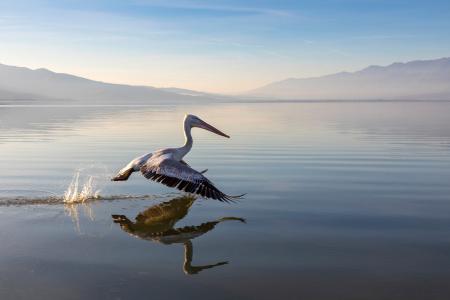   Skimming pelican