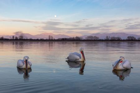 Moonlit pelicans