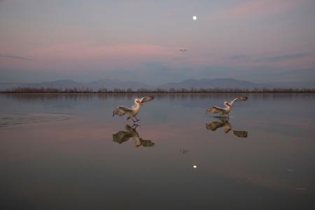 Synchronised Pelicans