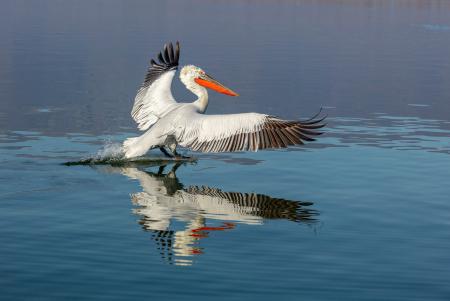 Pelican landing