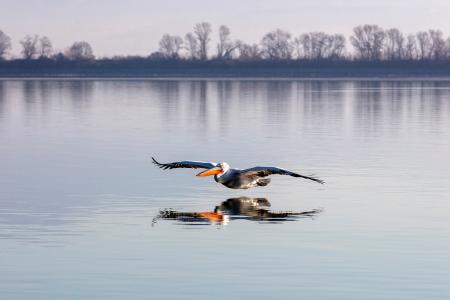 Gliding pelican 