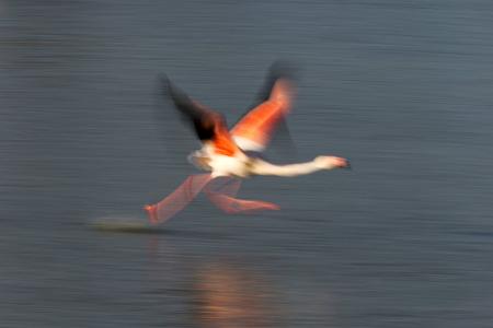 Blurred flamingo