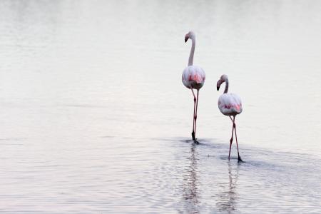 Walking on water