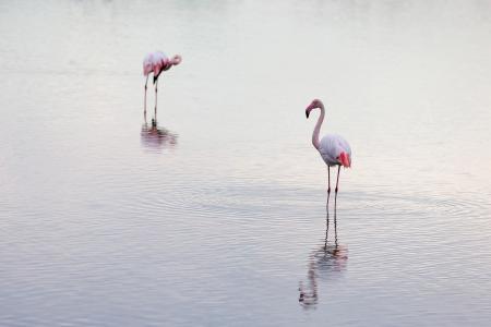 Quiet flamingos