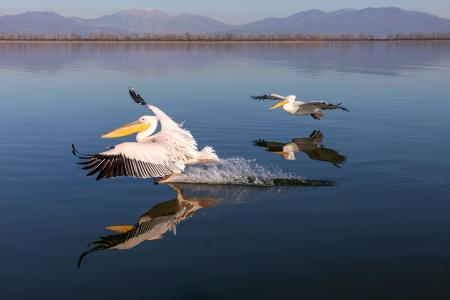 Elegant landing