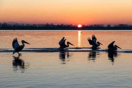 Silhouetted pelicans