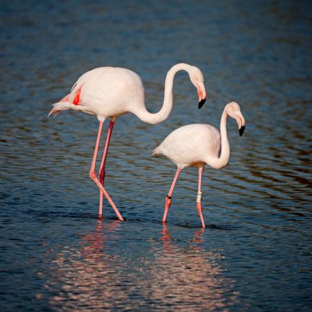 Serene pink flamingos