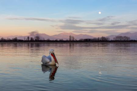 Pelican at moonrise