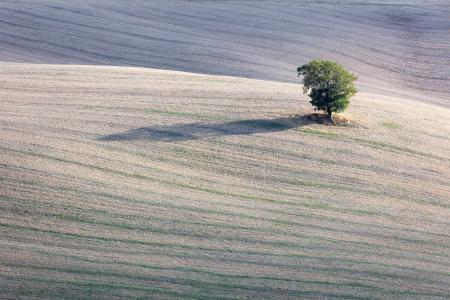 Sole tree