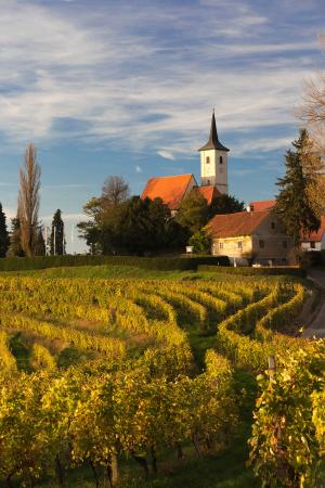 Slovenian vines