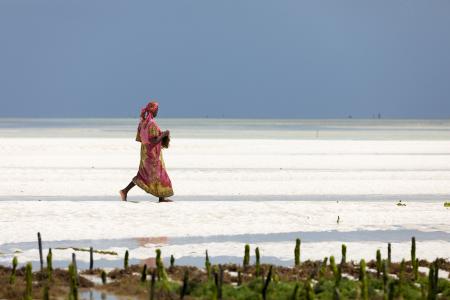 Seaweed farm