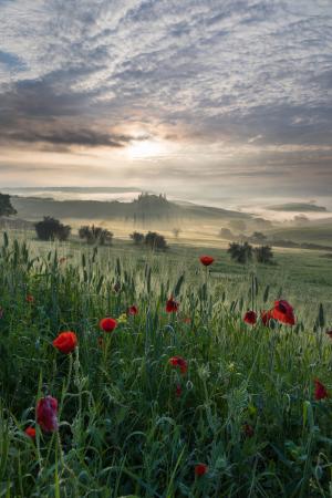 Poppies in the mist