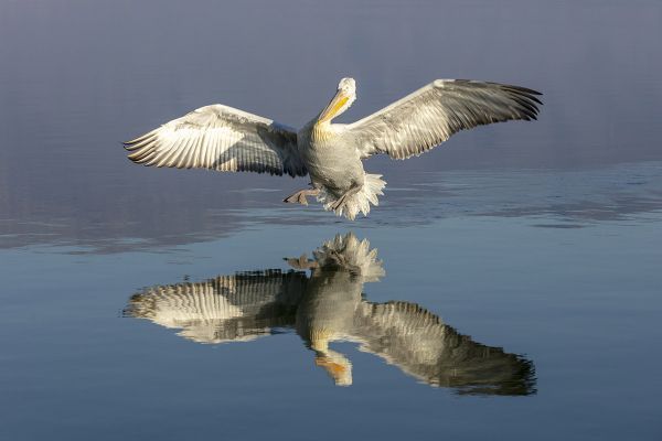 Dalmatian pelicans of Northern Greece Dalmatian pelicans of Northern Greece