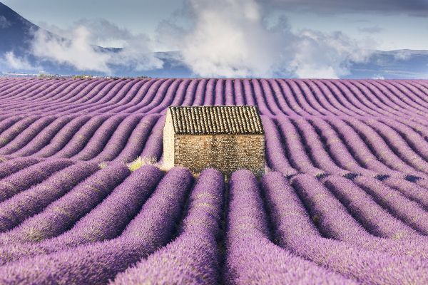 Provence Lavender