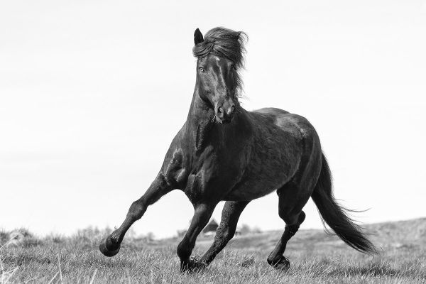 Icelandic horses in the winter