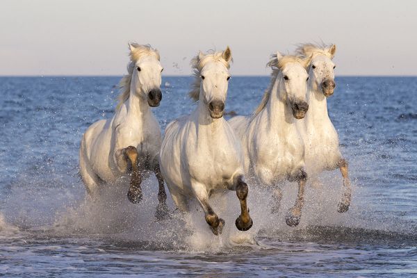 White horses of the Camargue