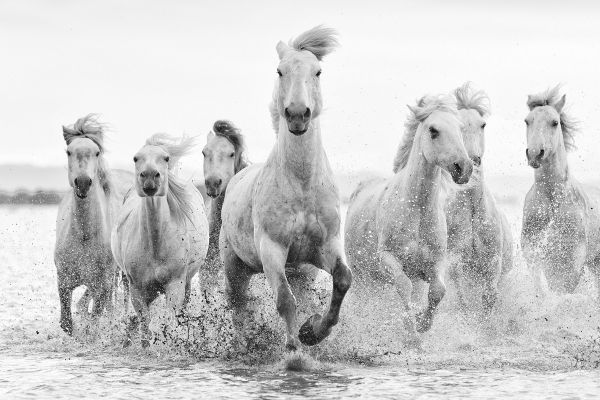 White Horses of the Camargue photography workshop White Horses of the Camargue photography workshop