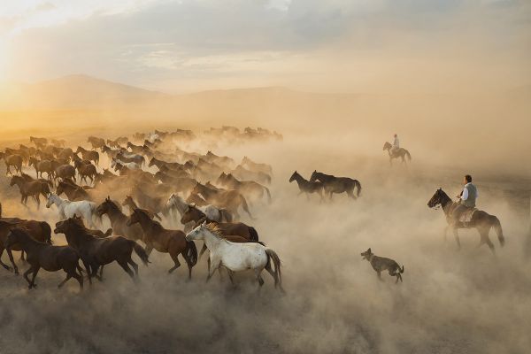 Yilki horses photo workshop in Central Turkey Yilki horses photo workshop in Central Turkey