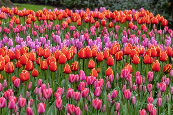 Tulip fields of Holland photo workshop