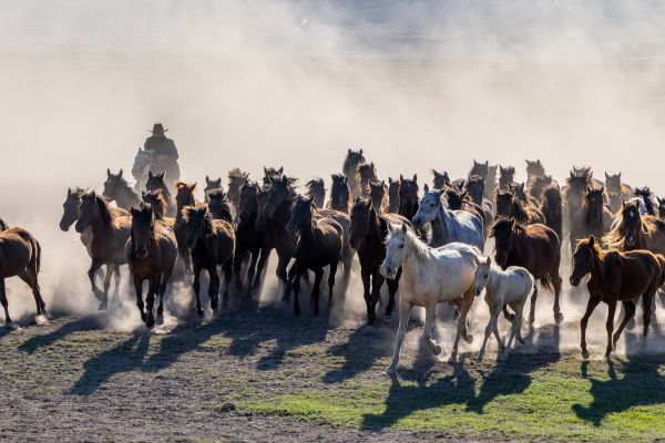 Yilki horses photo workshop in Central Turkey