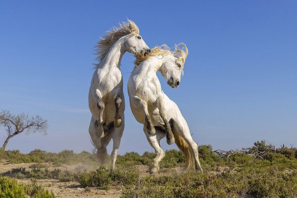 White Horses photo workshop