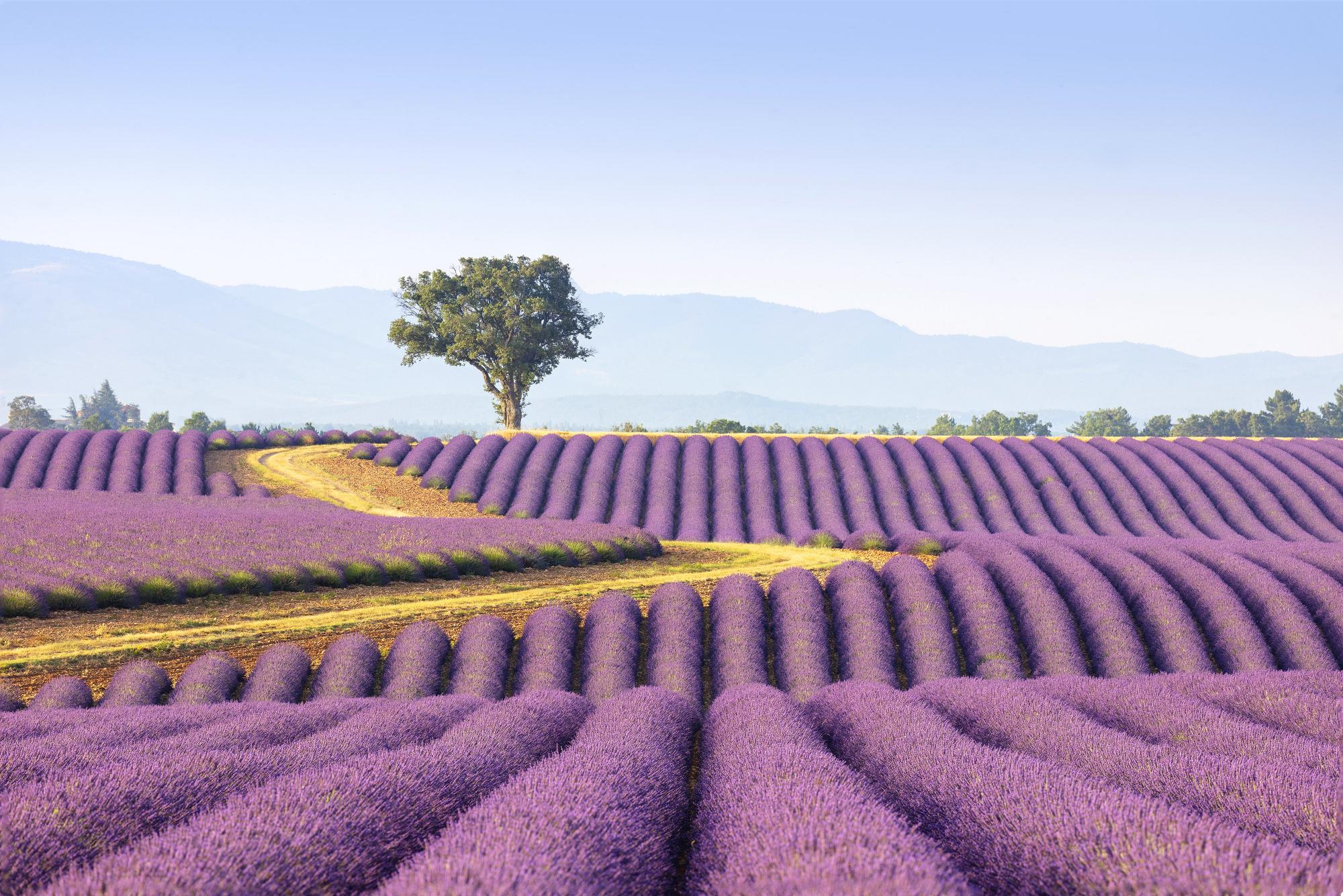 Provence Lavender