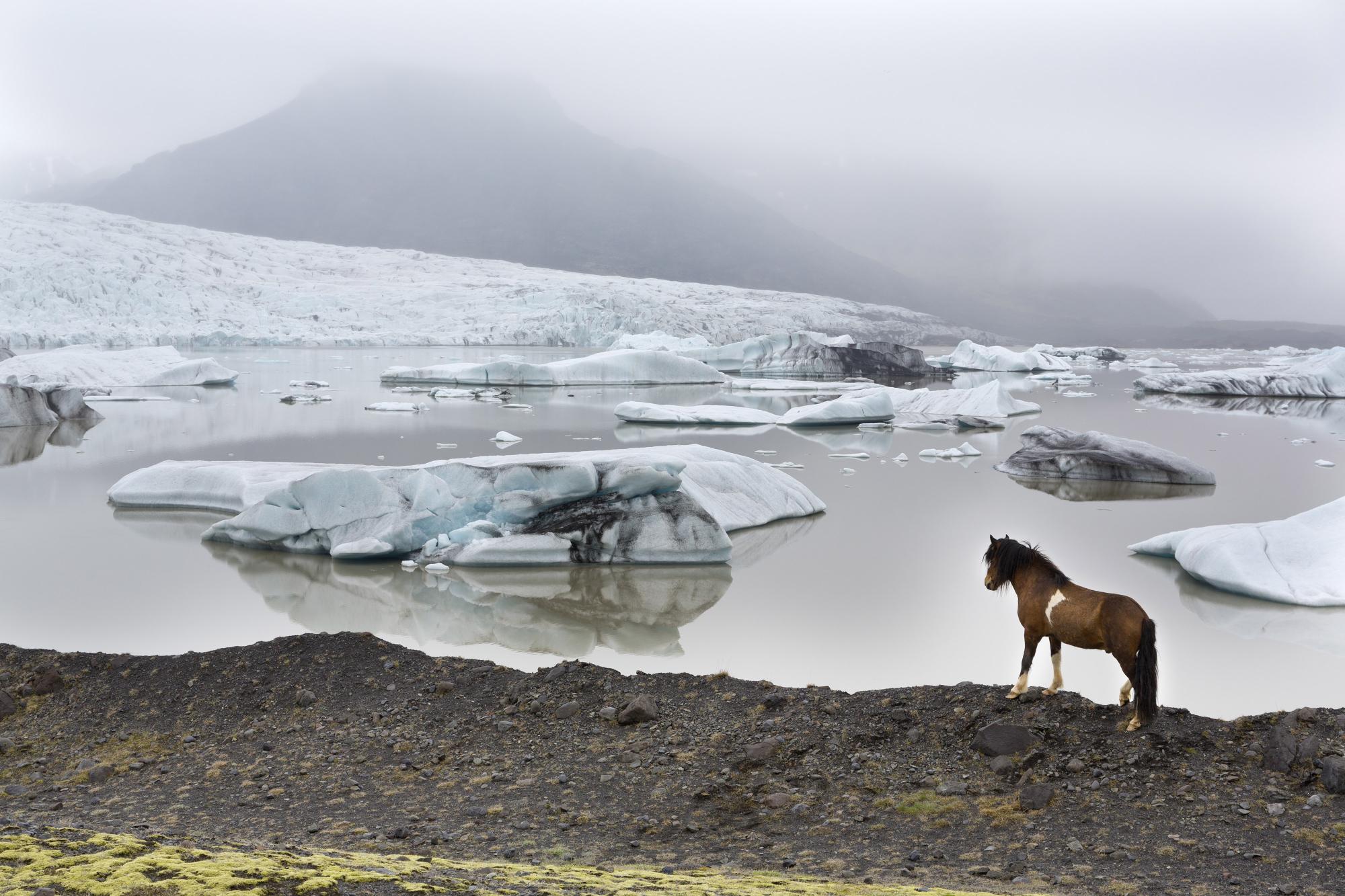 Icelandic horses in the winter
