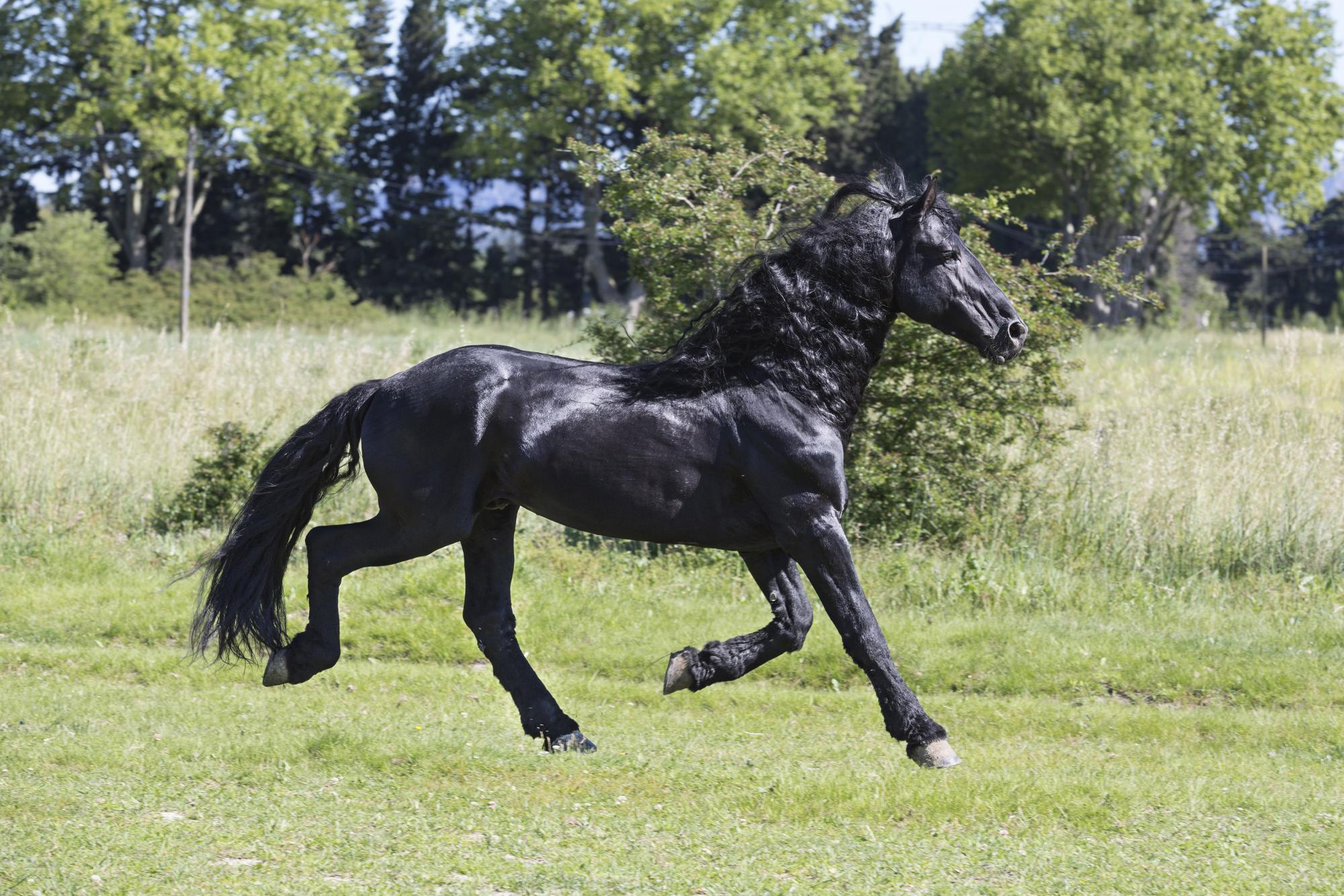 Friesian horses equine photography workshop