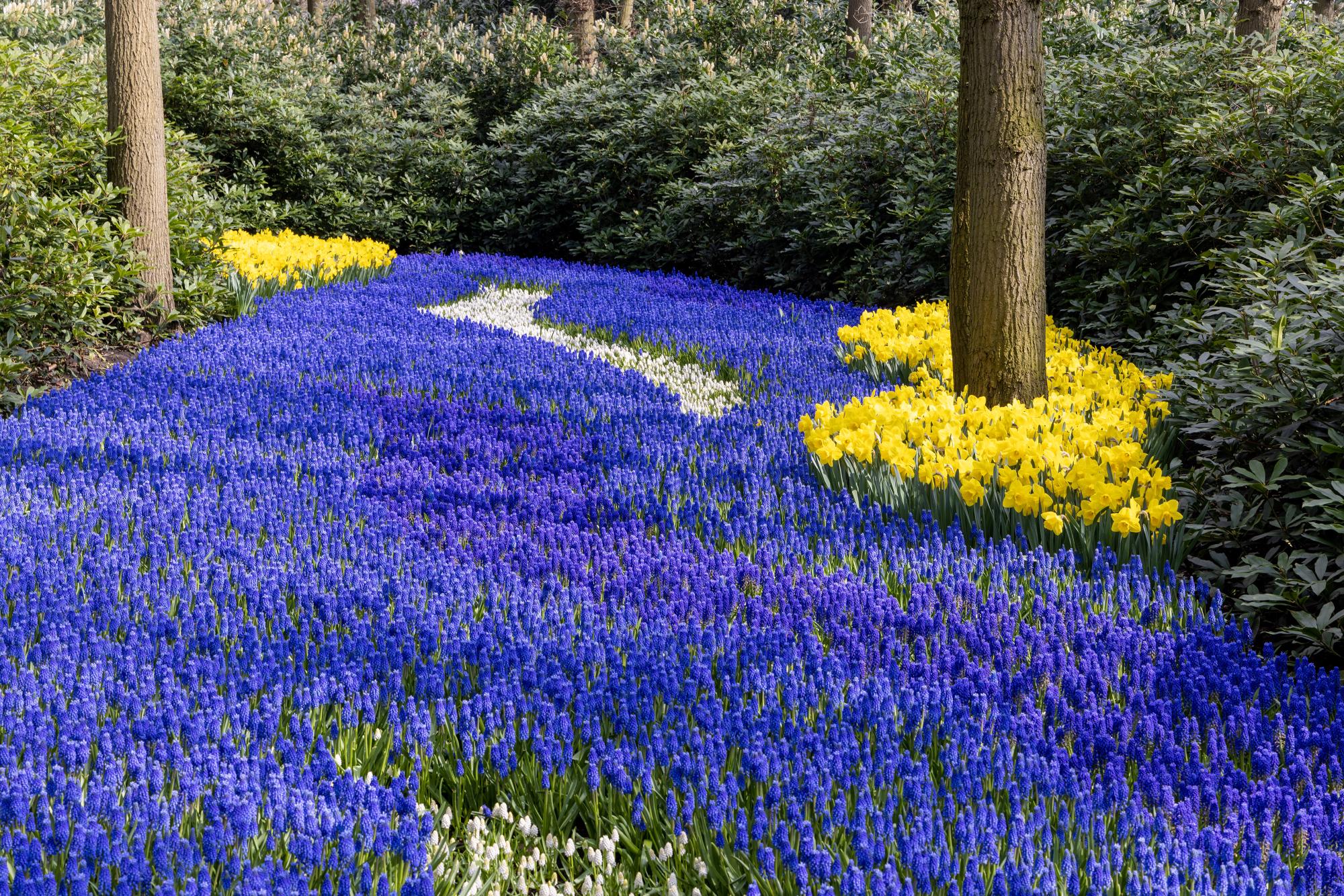 Tulip fields of Holland photo workshop