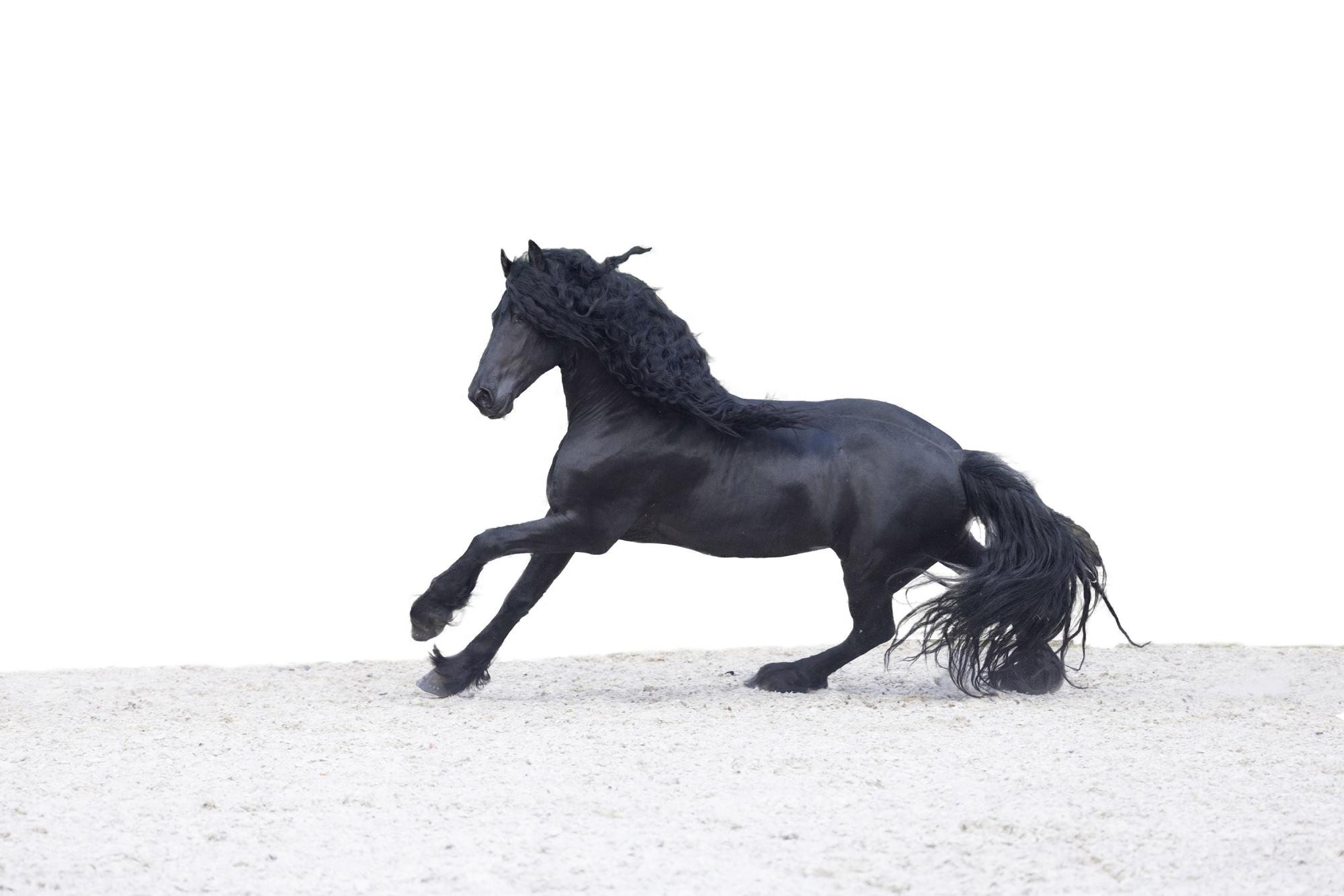 Friesian horses equine photography workshop